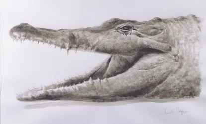 Crocodile, 2005
